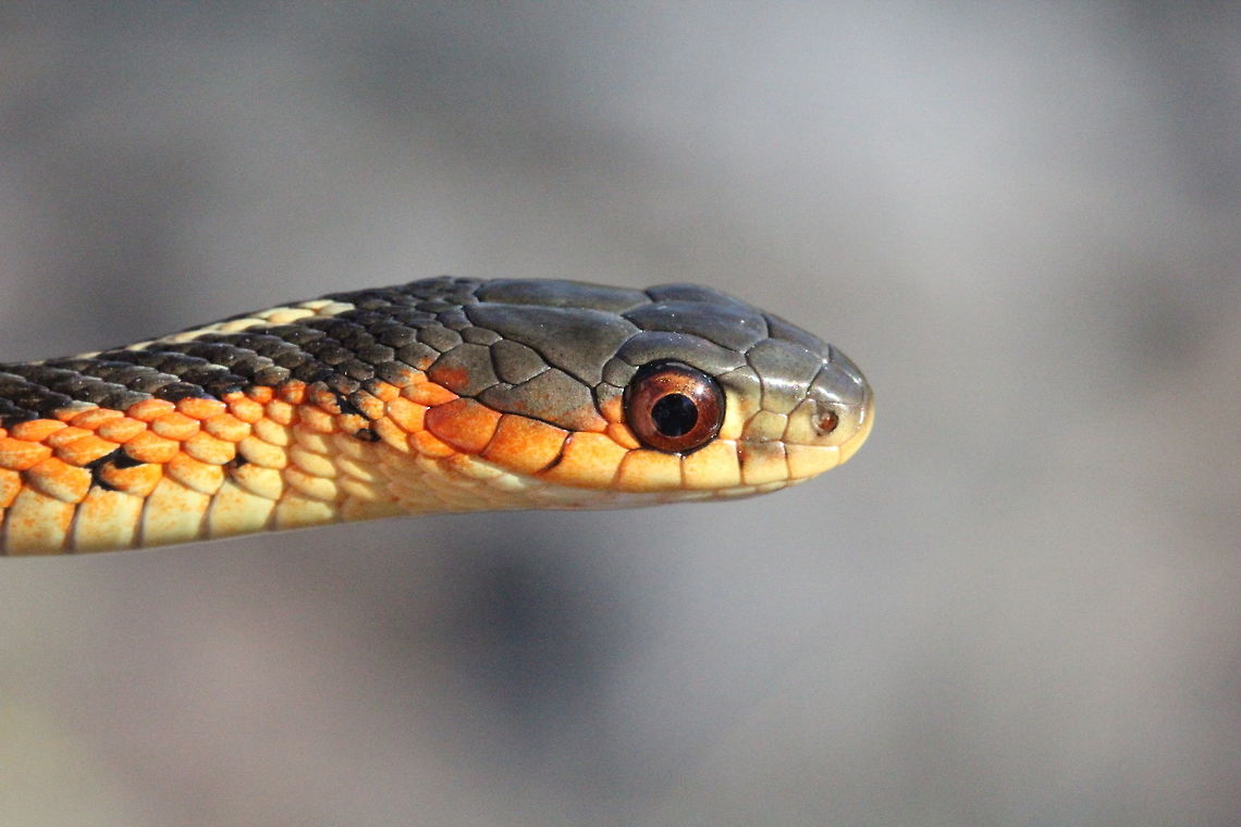 Common Garter Snake  Canada,Common Garter Snake,Geotagged,Summer,Thamnophis sirtalis