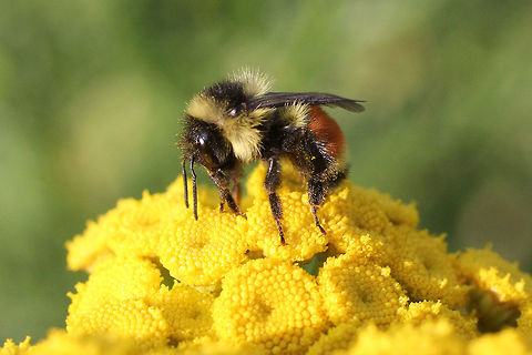 Tri-colored Bumblebee - Bombus ternarius  Bombus ternarius,Canada,Geotagged,Orange-belted bumblebee,Summer
