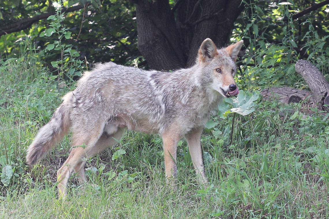 Notice how it's licking its lips? This animal is not free. Canada,Canis latrans,Coyote,Geotagged,Summer