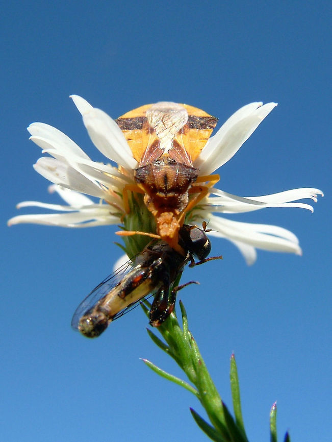 Phymata americana This pictures a fly (unidentified species) getting caught by the claws of a tiny bug (10mm). This insect can catch its pray, even when the pray is much larger than the predator.<br />
 Canada,Fall,Geotagged