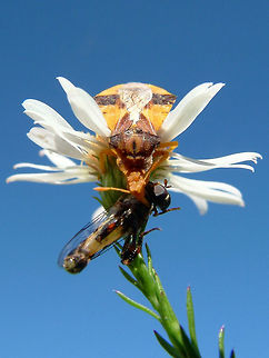 Phymata americana This pictures a fly (unidentified species) getting caught by the claws of a tiny bug (10mm). This insect can catch its pray, even when the pray is much larger than the predator.
 Canada,Fall,Geotagged