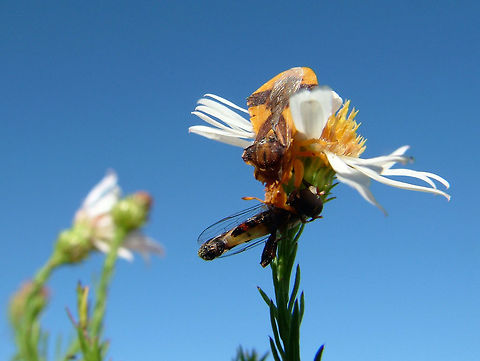 Phymata americana  Canada,Fall,Geotagged