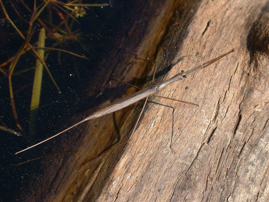 Brown water scorpion   - Ranatra fusca  Canada,Geotagged,Ranatra fusca,Spring