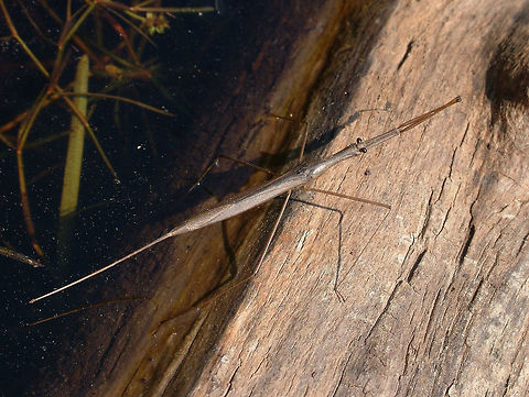 Brown water scorpion   - Ranatra fusca  Canada,Geotagged,Ranatra fusca,Spring