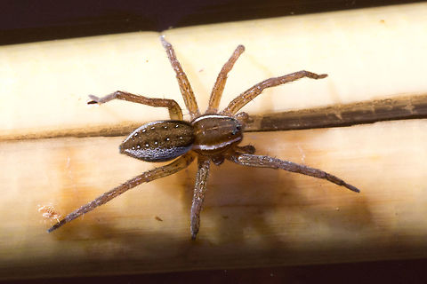 Six-spotted Fishing Spider (Dolomedes triton)  Canada,Dolomedes triton,Fall,Geotagged,Six-spotted fishing spider