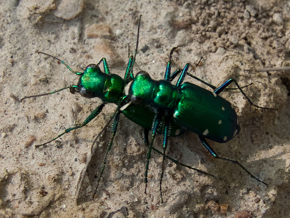 Six-spotted Green Tiger Beetle Male and female having sex. Canada,Cicindela sexguttata,Geotagged,High Quality,In Focus,Spring