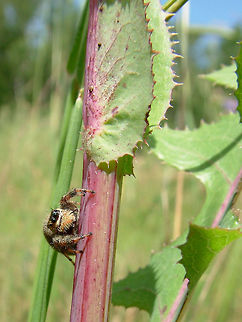 Jumping spider This is not a very good picture in terms of technical quality. However I find it interesting how the spider displayed its ferocity by facing a photographer my size!
-Jumping spider, 12mm including legs in diameter, and that is all I can remember!  Blurred,Geotagged,High Quality,Long Shot,Low Contrast,One Face,Summer,United States