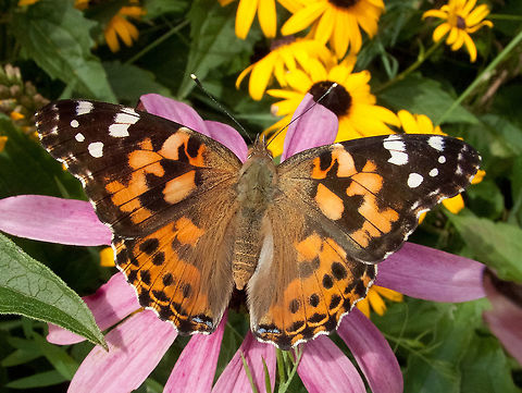 Painted Lady - Vanessa cardui  Canada,Geotagged,High Quality,In Focus,Painted Lady,Summer,Vanessa cardui