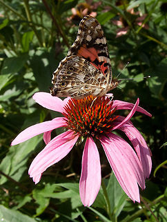 Painted Lady - Vanessa cardui  Canada,Closeup,Geotagged,High Quality,In Focus,Painted Lady,Summer,Two Faces,Vanessa cardui