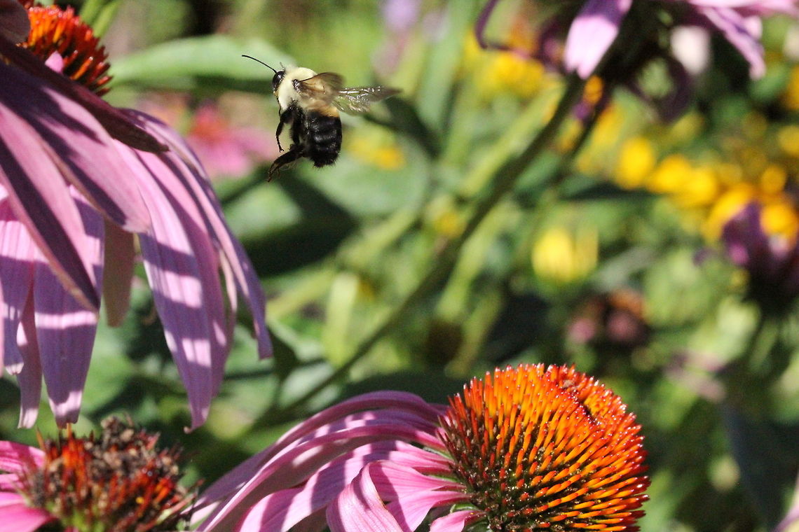 Bombus impatiens - Common Eastern Bumble Bee What a jump! Bombus impatiens,Canada,Geotagged,Summer