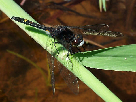 Dot-tailed Whiteface - Leucorrhinia intacta  Canada,Dot-tailed whiteface,Geotagged,Leucorrhinia intacta,Spring