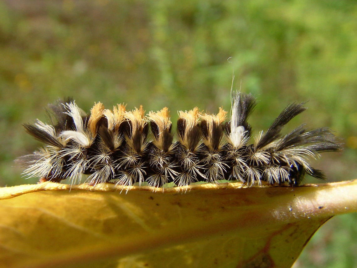 Milkweed Tussock Caterpillar  -  Euchaetes egle  Blurred,Euchaetes egle,Geotagged,High Quality,Low Contrast,Milkweed Tussock Moth,Summer,United States