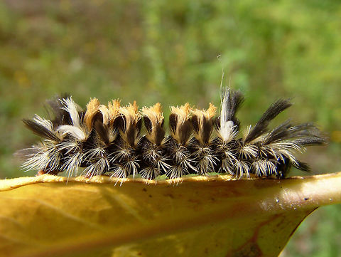 Milkweed Tussock Caterpillar  -  Euchaetes egle  Blurred,Euchaetes egle,Geotagged,High Quality,Low Contrast,Milkweed Tussock Moth,Summer,United States