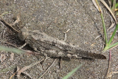 Dissosteira carolina - Carolina Grasshopper  Canada,Carolina grasshopper,Dissosteira carolina,Geotagged,Summer