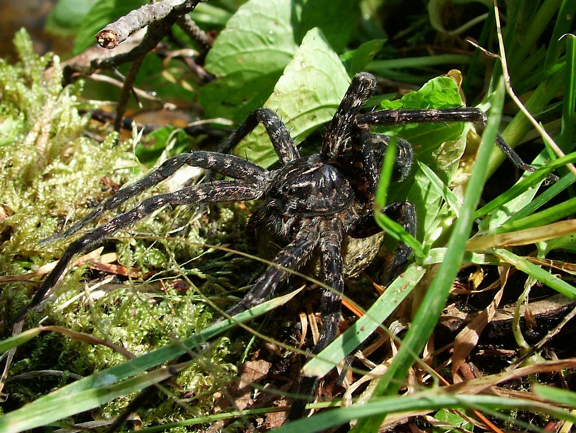 Dark Fishing Spider - Dolomedes tenebrosus You may notice that this is a female of the species because if you can enlarge the image you may see that she is carrying a cocoon bigger than herself. Dark Fishing Spider,Dolomedes tenebrosus,Geotagged,High Quality,In Focus,Summer,United States