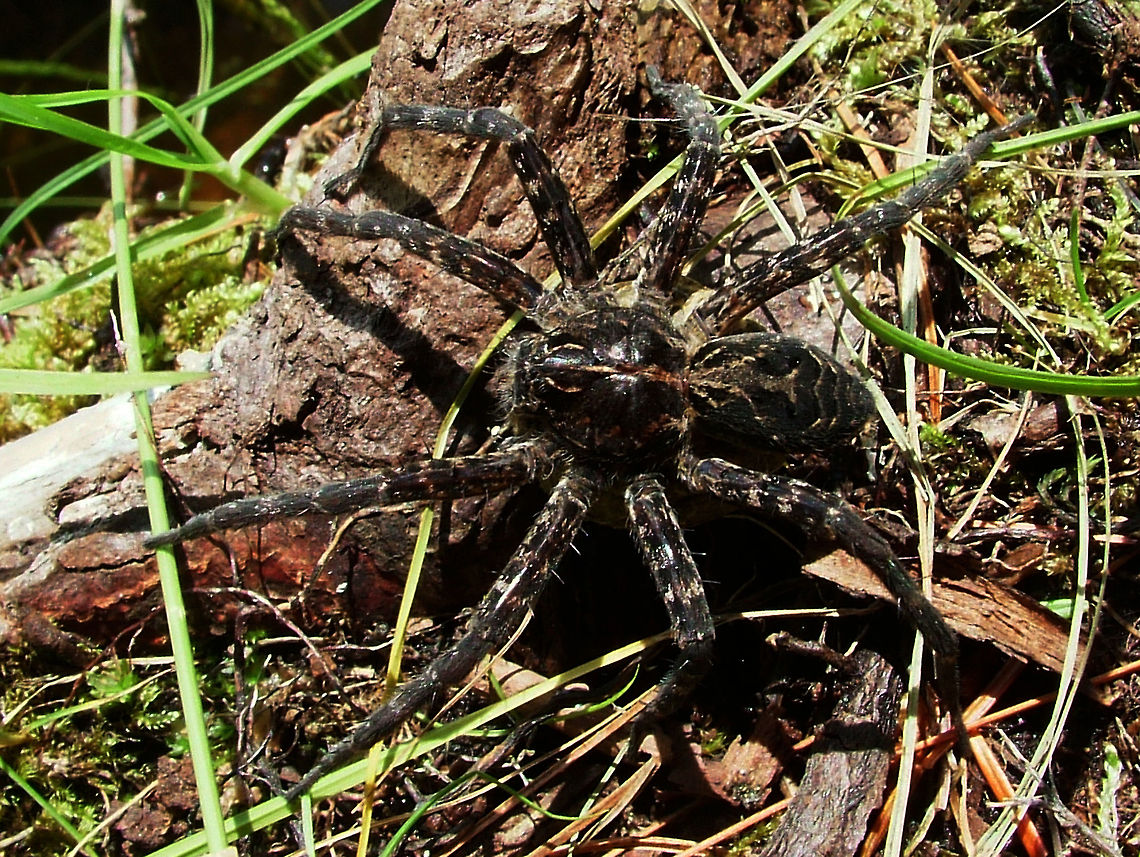 Dark Fishing Spider - Dolomedes tenebrosus  Dark Fishing Spider,Dolomedes tenebrosus,Geotagged,High Quality,In Focus,Summer,United States
