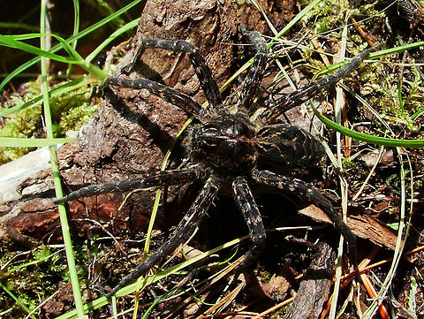 Dark Fishing Spider - Dolomedes tenebrosus  Dark Fishing Spider,Dolomedes tenebrosus,Geotagged,High Quality,In Focus,Summer,United States
