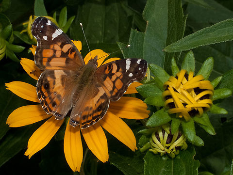 Painted Lady - Vanessa cardui  Canada,Geotagged,High Quality,In Focus,Long Shot,One Face,Painted Lady,Summer,Vanessa cardui