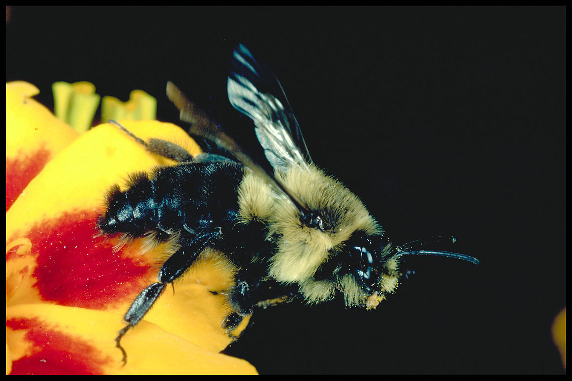 Bombus impatiens - Common Eastern Bumble Bee This photograph was taken with a; Kodachrome 64 asa film, Minolta 50 mm MD macro lens, Minolta ring flash 80 px, Minolta X-700 body. Blurred,Canada,Geotagged,High Quality