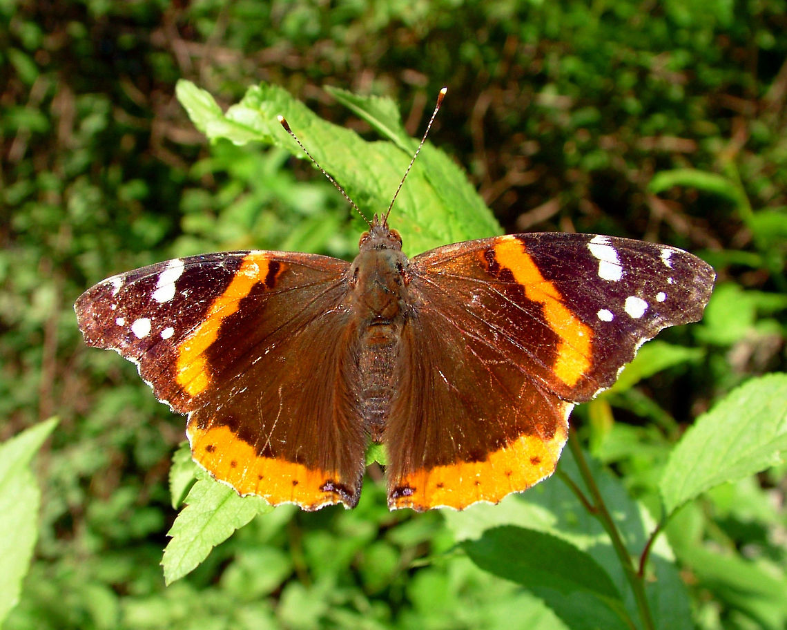 Red Admiral - Vanessa atalanta  Canada,Geotagged,High Quality,In Focus,Red Admiral,Summer,Vanessa atalanta