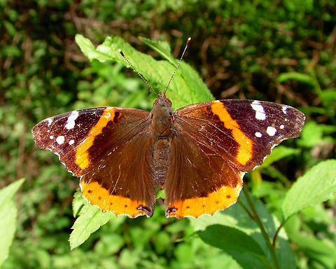Red Admiral - Vanessa atalanta  Canada,Geotagged,High Quality,In Focus,Red Admiral,Summer,Vanessa atalanta