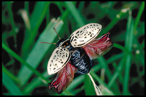 Calligrapha multipunctata Willow Calligrapha  Canada,Geotagged,High Quality,In Focus,Long Shot,One Face