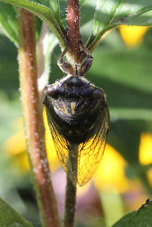 Dogday Harvestfly - Tibicen canicularis  Canada,Dogday harvestfly,Geotagged,Summer,Tibicen canicularis