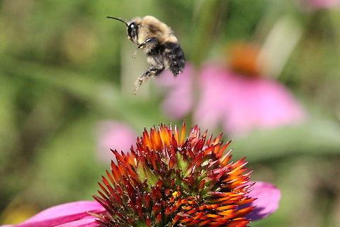 Bombus impatiens - Common Eastern Bumble Bee  Bombus impatiens,Canada,Geotagged,Summer