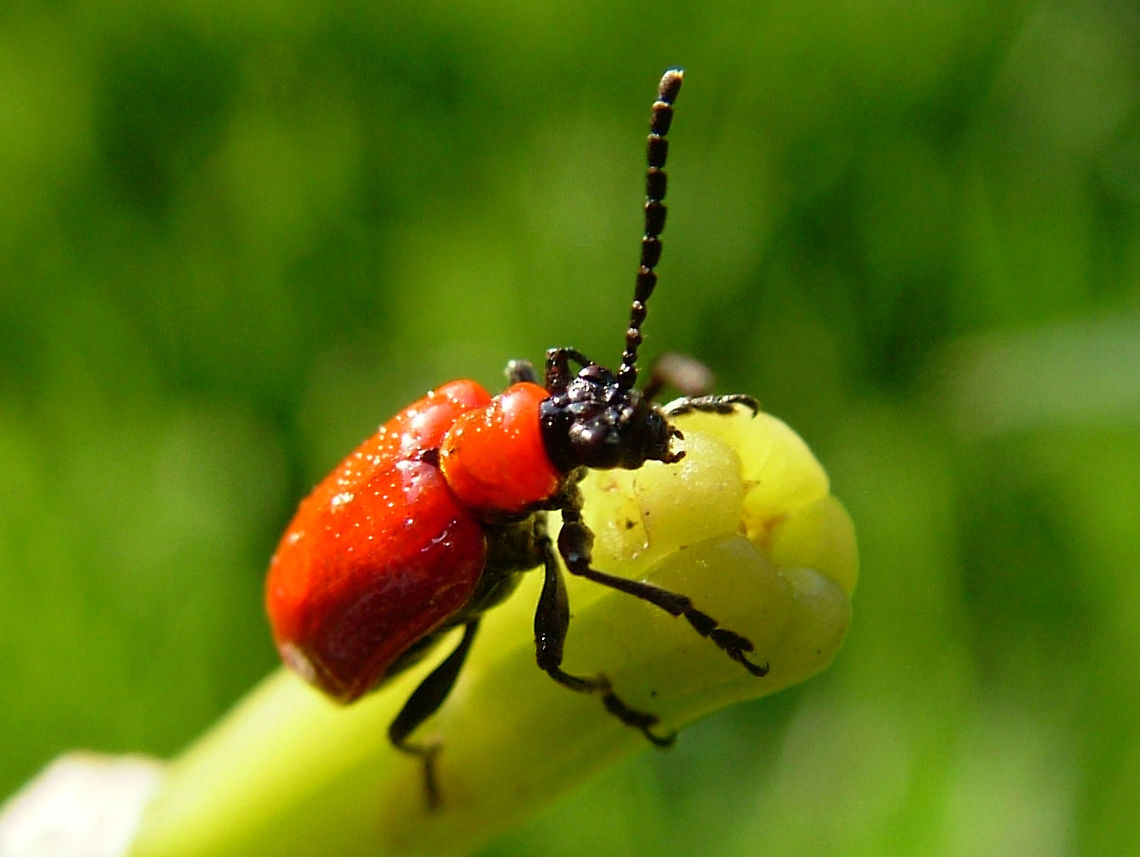 Red Lilly Beetle (Lilioceris lilii)  Blurred,Chrysomelidae,Criocerinae,High Quality,Lilioceris,Lilioceris lilii,Lily leaf beetle,Low Contrast