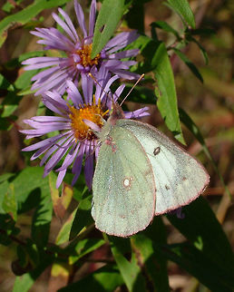 Clouded Sulphur - Colias philodice  Canada,Clouded Sulphur,Colias philodice,Fall,Geotagged