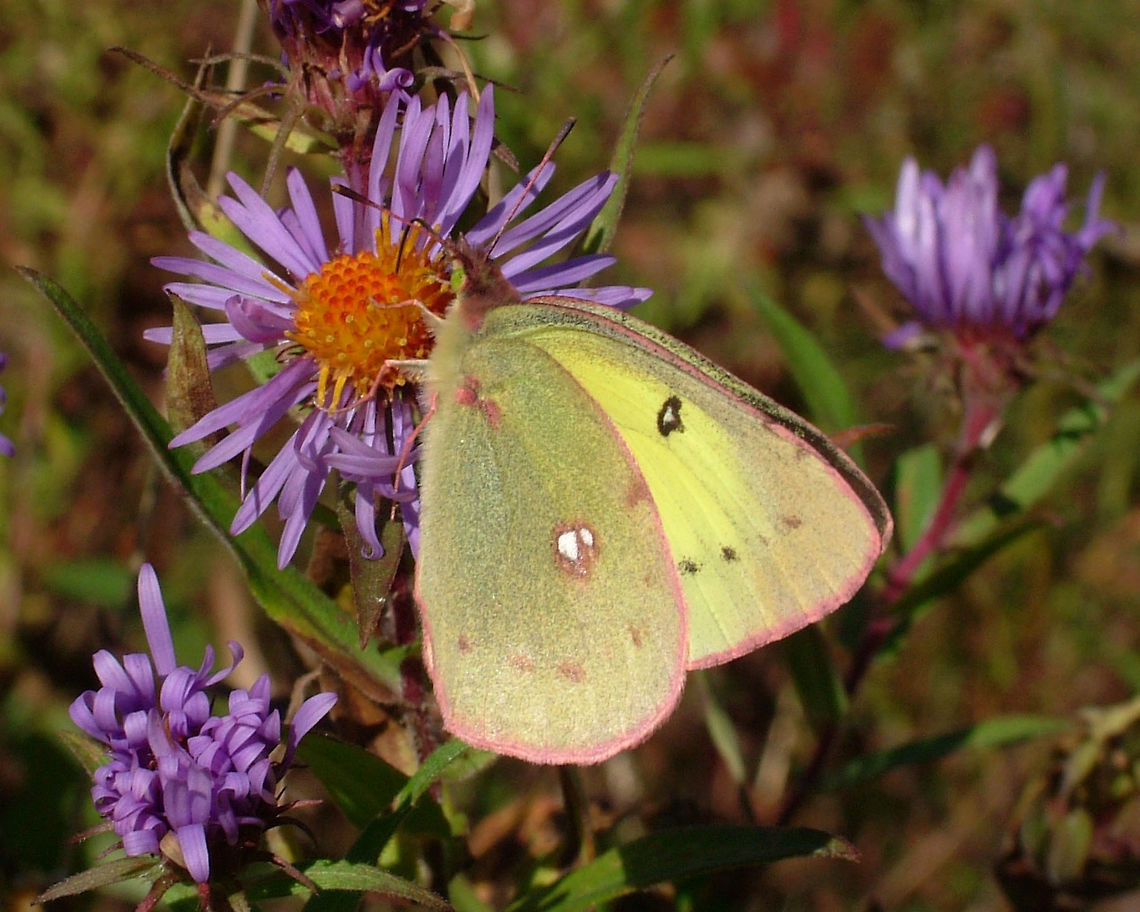 Clouded Sulphur - Colias philodice  Canada,Clouded Sulphur,Colias philodice,Fall,Geotagged