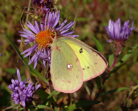 Clouded Sulphur - Colias philodice  Canada,Clouded Sulphur,Colias philodice,Fall,Geotagged