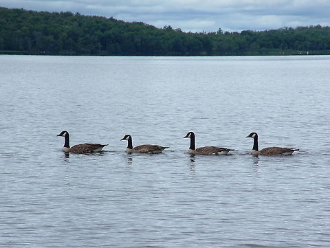 Canada goose (Branta Canadensis)  Branta canadensis,Canada goose,Geotagged,Summer,United States