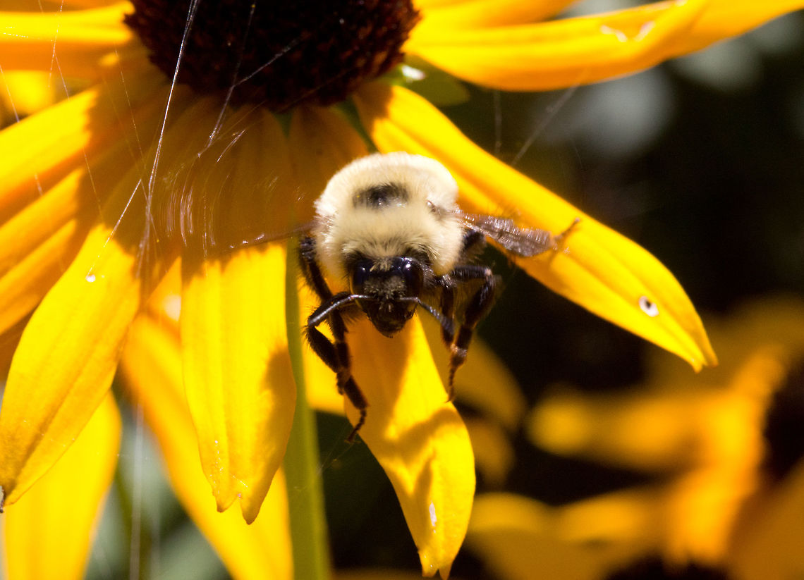 Orange-belted bumblebee - Bombus ternarius  Bombus ternarius,Canada,Geotagged,Orange-belted bumblebee