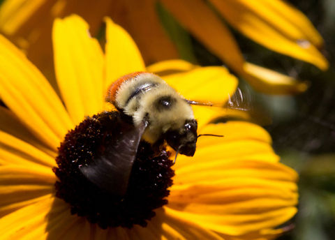 Orange-belted bumblebee - Bombus ternarius  Bombus ternarius,Canada,Geotagged,Orange-belted bumblebee