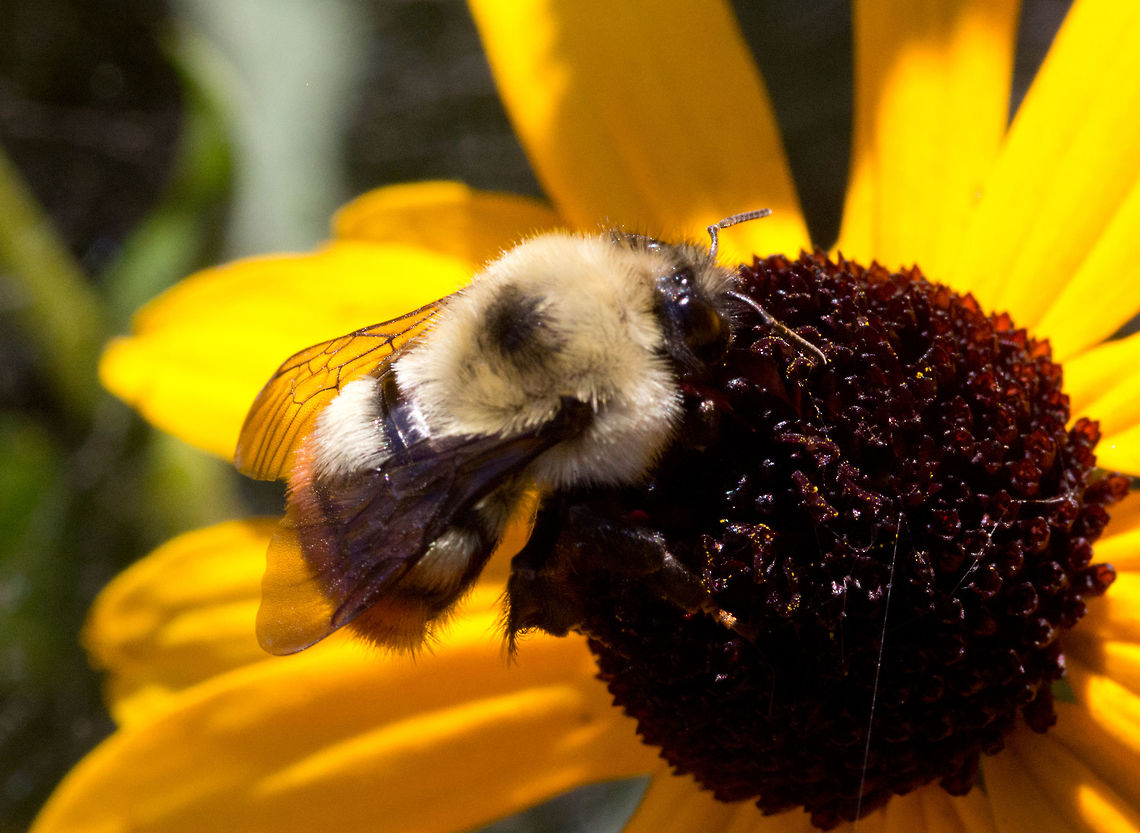 Orange-belted bumblebee - Bombus ternarius  Bombus ternarius,Canada,Geotagged,Orange-belted bumblebee