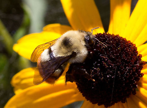 Orange-belted bumblebee - Bombus ternarius  Bombus ternarius,Canada,Geotagged,Orange-belted bumblebee