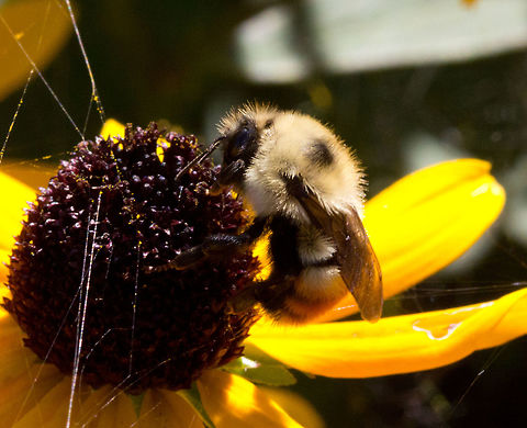 Orange-belted bumblebee - Bombus ternarius Bombus ternarius,Canada,Geotagged,Orange-belted bumblebee