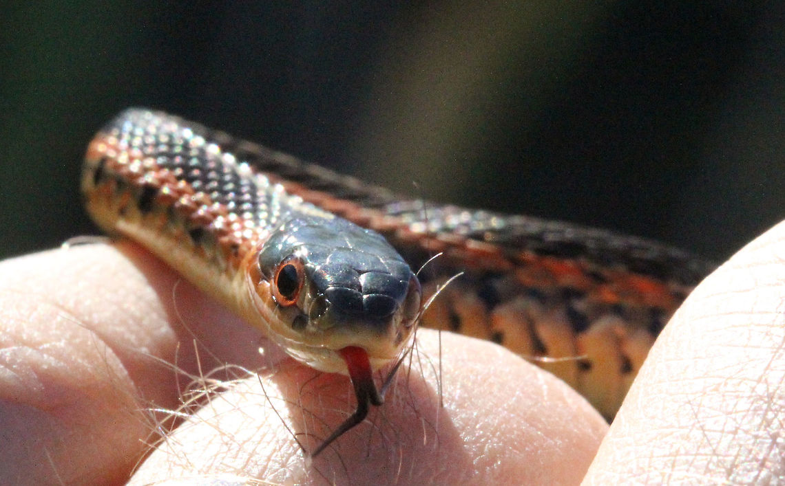 Common Garter Snake  Common Garter Snake,Thamnophis sirtalis