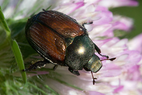 Dung beetle - Aphodius rubripennis  Aphodius rubripennis,Canada,Geotagged,Summer