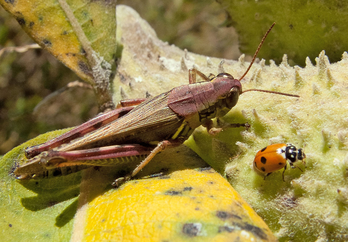The Grasshopper and the Ladybug Those two were racing to the finish line to see which one would reach first! Canada,Fall,Geotagged,High Quality,Hippodamia variegata,In Focus