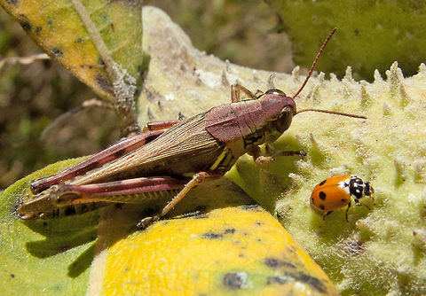 The Grasshopper and the Ladybug Those two were racing to the finish line to see which one would reach first! Canada,Fall,Geotagged,High Quality,Hippodamia variegata,In Focus