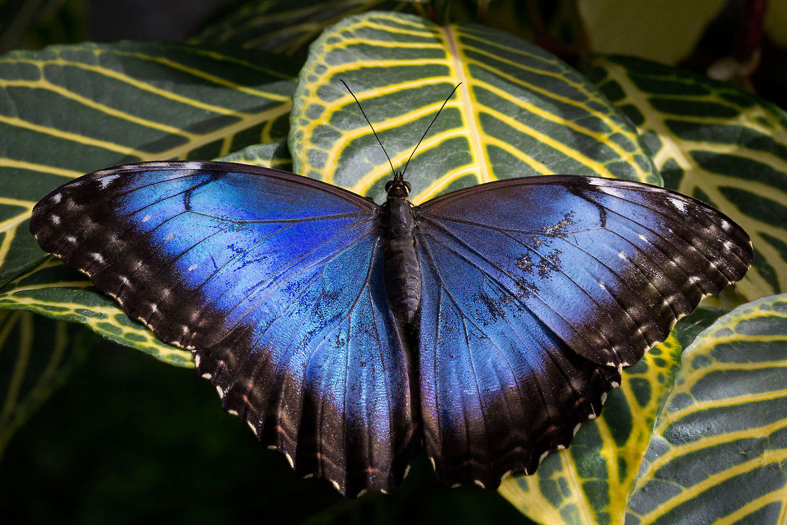 Blue morpho - Morpho helenor* * Photograph taken at the MONTREAL SPACE for LIFE. Canada,Geotagged,Helenor Morpho,Morpho helenor,Winter