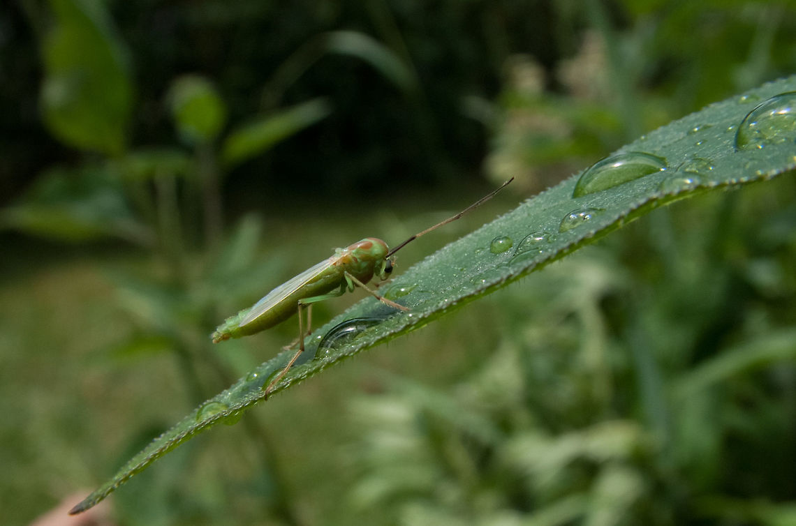 Axarus festivus Unable to describe it further. Axarus festivus,Canada,Geotagged,High Quality,In Focus,Summer