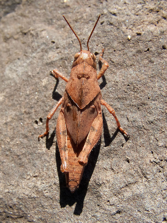 Carolina grasshopper -  Dissosteira carolina This is a young one, its wings are only starting to grow. Canada,Geotagged,High Quality,In Focus,Low Contrast,Summer