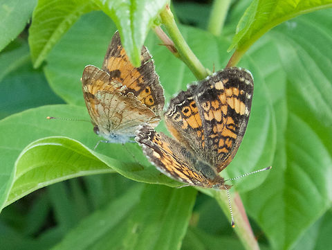 Pearl Crescent - Phyciodes tharos  Canada,Geotagged,High Quality,In Focus,Low Contrast,Pearl Crescent,Phyciodes tharos,Summer