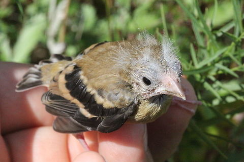 Baltimore oriole (Icterus galbula) This chick was found on the ground, it is too young to fly or walk by itself. It will probably die within a certain lapse of time unless its parents show up. Baltimore oriole,Canada,Geotagged,Icterus galbula,Summer