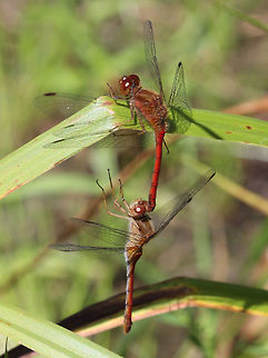 White-faced Meadowhawk - Sympetrum obtrusum Dragonflies, one male and one female. Canada,Geotagged,Summer,Sympetrum obtrusum,White-faced Meadowhawk