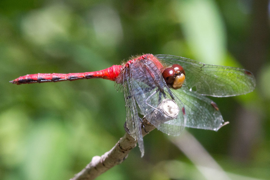 White-faced Meadowhawk - Sympetrum obtrusum Dragonfly  Canada,Geotagged,Summer,Sympetrum obtrusum,White-faced Meadowhawk
