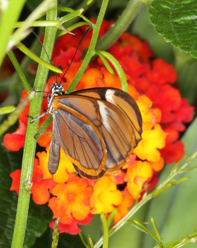 Glasswinged butterfly * Photograph taken at the MONTREAL SPACE for LIFE. Canada,Episcada salvinia,Geotagged,Salvin's clearwing,Winter